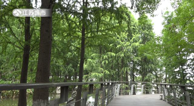 靖江市园林苗圃的中山杉为我国生态文明建设和环境保护发展起到了建设性作用