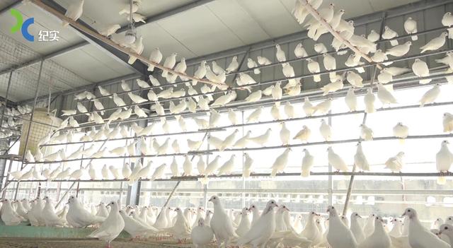 上海金皇鸽业：结合扶贫发展战略，养殖健康优质肉鸽