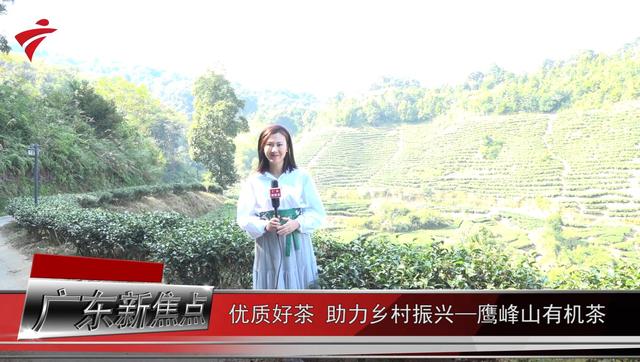 优质好茶 助力乡村振兴——鹰峰山有机茶