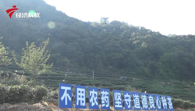 优质好茶 助力乡村振兴——鹰峰山有机茶