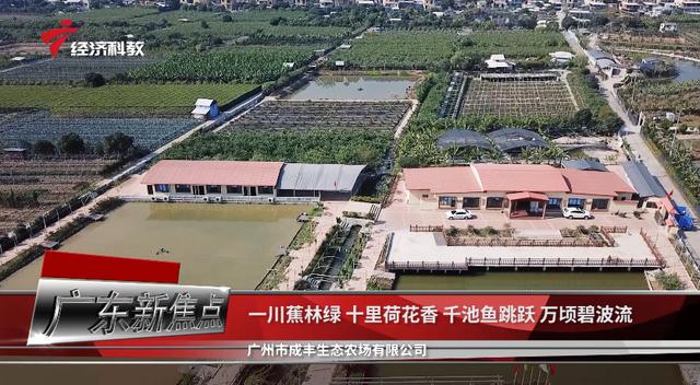 成丰生态农场种植农产品多次荣获南沙十大名特优农产品