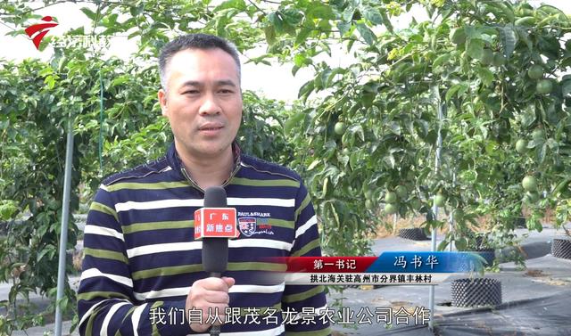 乡村振兴 产业先行—茂名市龙景农业科技有限公司