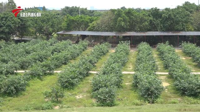 广东宝桑园健康食品专注桑蚕研发60年，匠心桑蚕产业16载