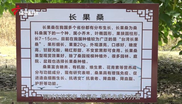 广东宝桑园健康食品专注桑蚕研发60年，匠心桑蚕产业16载