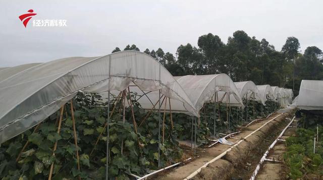 惠州市沁园春农业打造从农田到餐桌的透明供应品质系统