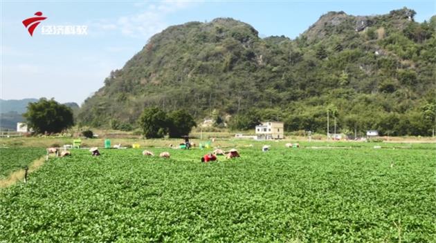 粤港澳大湾区“放心菜篮子”—走进阳山县山耕生态农产品有限公司(图2)