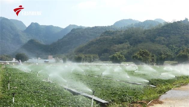 粤港澳大湾区“放心菜篮子”—走进阳山县山耕生态农产品有限公司(图3)
