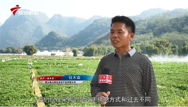粤港澳大湾区“放心菜篮子”—走进阳山县山耕生态农产品有限公司(图4)