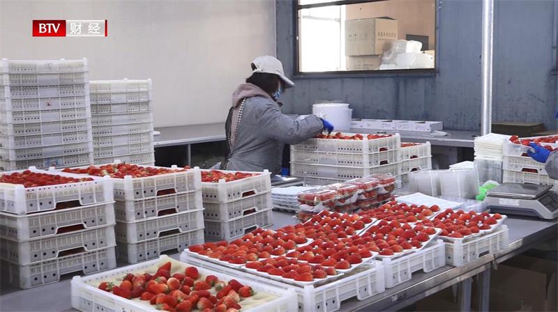 科技兴农，北京神农天地打造高品质有机草莓种植基地(图2)