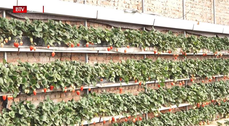 科技兴农，北京神农天地打造高品质有机草莓种植基地(图4)