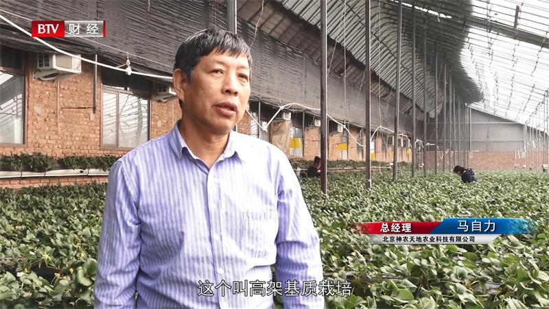 科技兴农，北京神农天地打造高品质有机草莓种植基地(图5)
