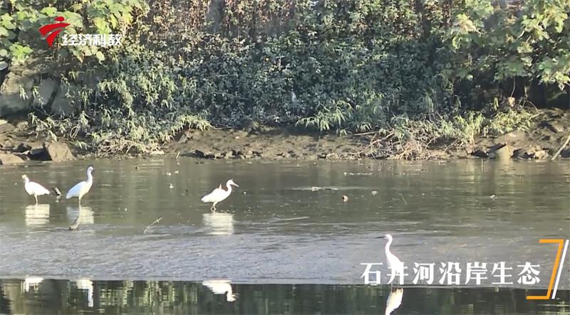 聚焦污染防治攻坚，激发老城市新活力，广州市白云区水环境治理见成效(图3)
