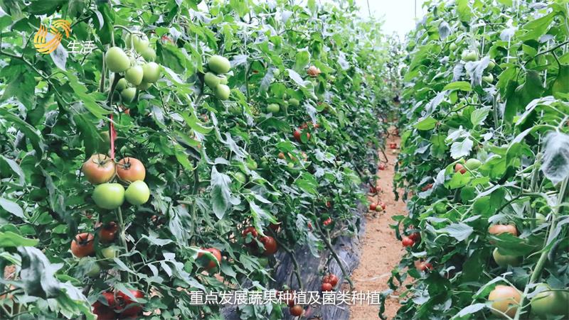 乡村振兴，美丽乡村建设——走进菏泽市定陶区仿山镇(图4)