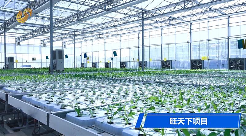 乡村振兴，美丽乡村建设——走进菏泽市定陶区仿山镇(图5)