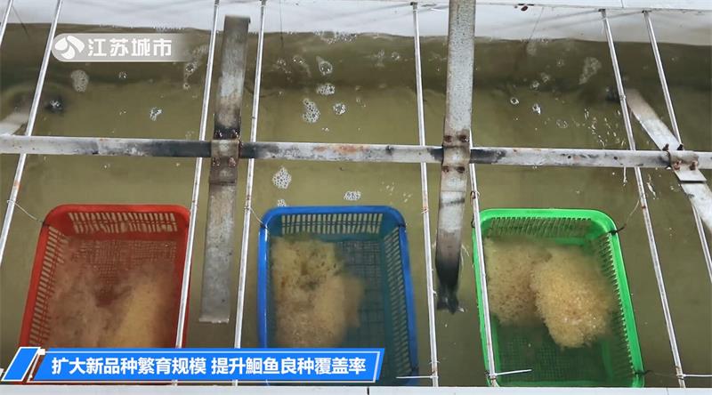 江苏省淡水水产研究所：扩大新品种繁育规模 提升鮰鱼良种覆盖率(图4)