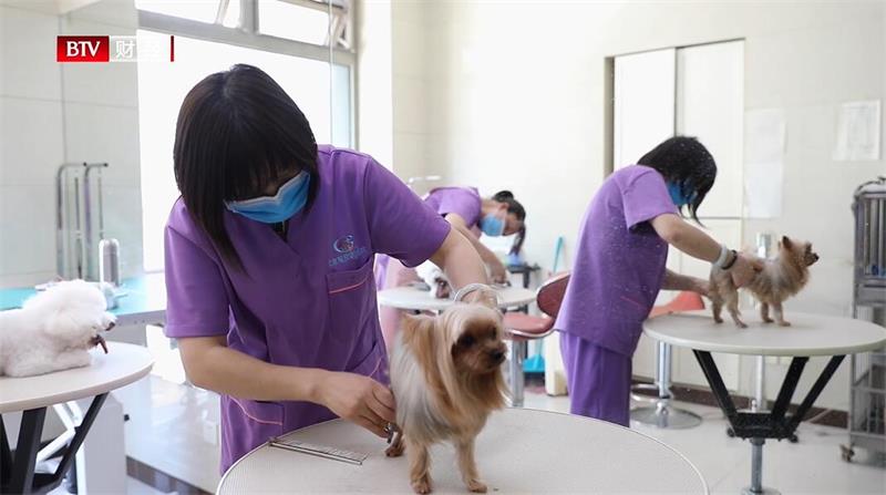 北京观赏动物医院开展24小时急诊服务，为宠物健康保驾护航(图8)