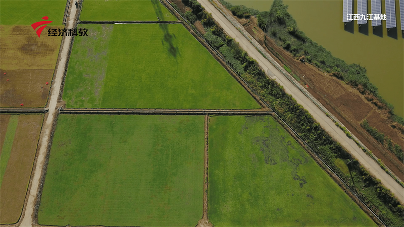 广州星卫草业专注运动草坪研发，促进足球运动不断发展(图7)