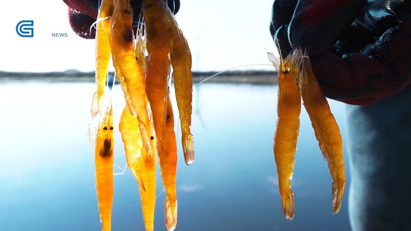 江苏省海洋水产研究所着力构建生态友好型海水养殖，助推绿色健康养殖产业发展(图2)