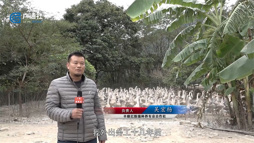 丰顺红粉溜种养专业合作社发展生态养殖，书写乡村振兴新篇章(图2)