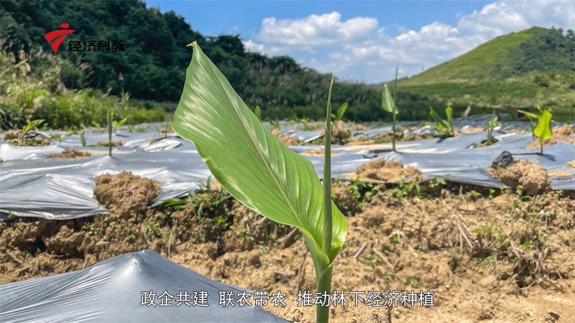 粤康产业集团积极响应国家乡村振兴号召，不断推进大健康产业可持续发展(图5)