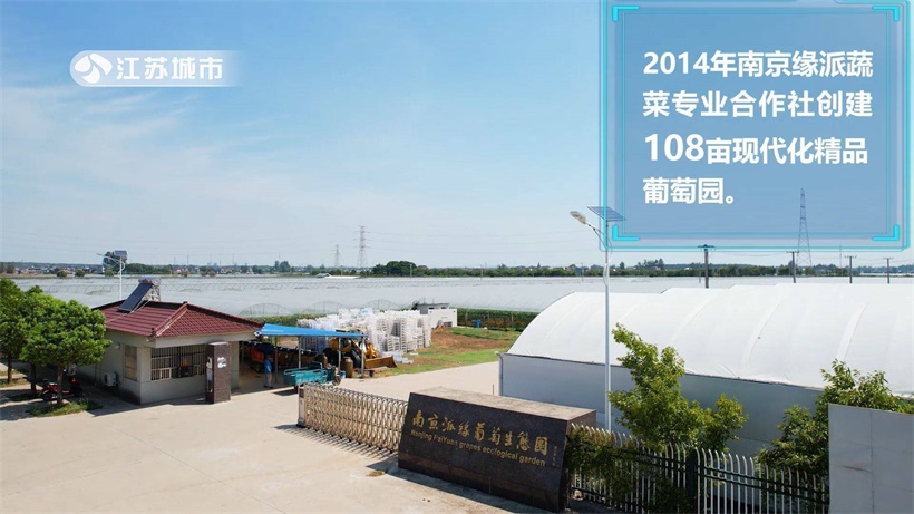 南京缘派蔬菜专业合作社坚持科技引领,有效助力乡村振兴