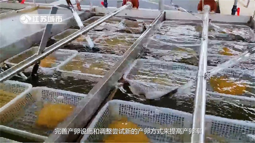 江苏省淡水水产研究所：“科技兴渔”，全力为“江丰1号”良种覆盖率提升贡献力量(图6)