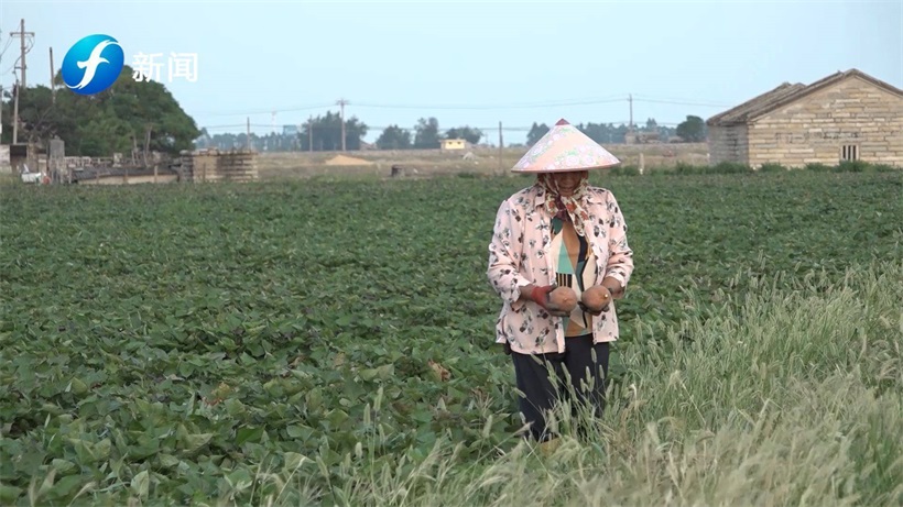 盐滩地红薯—洋屿土壤科技(图5)