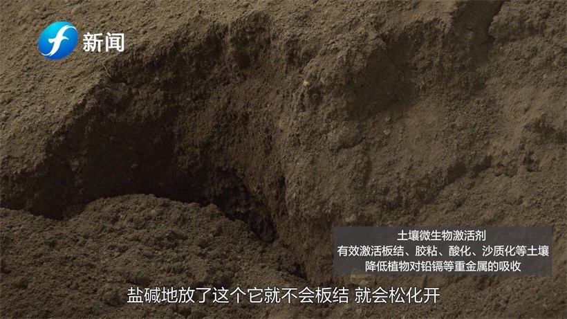 盐滩地红薯—洋屿土壤科技(图7)