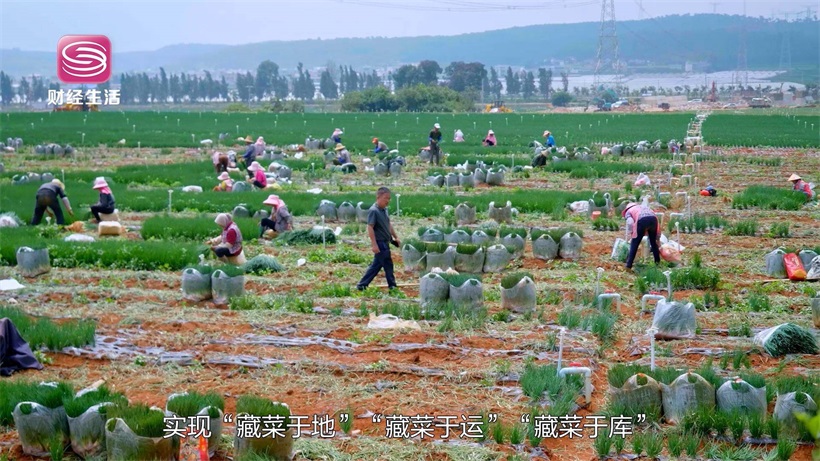 放心菜篮子赋能民生，深农集团服务粤港澳大湾区高质量发展(图6)