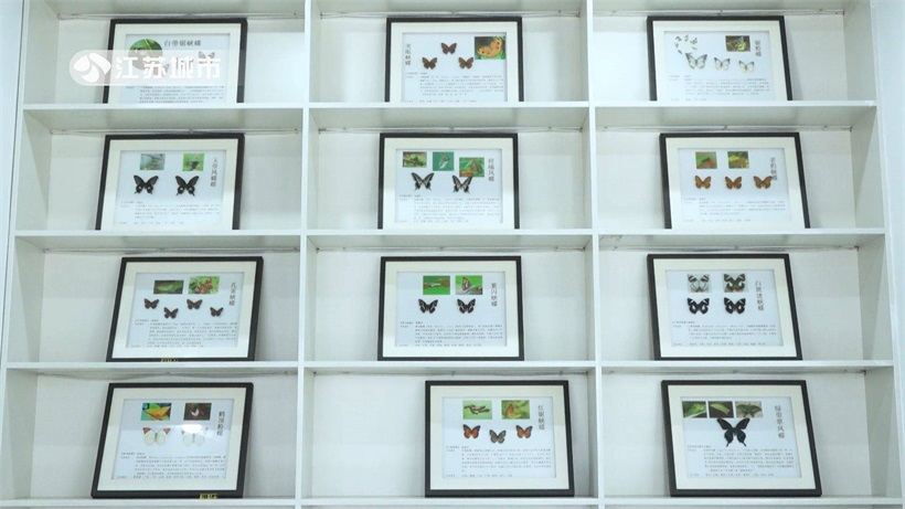 世界昆虫邮票博物馆打造丰富的昆虫生态游产品，助力乡村振兴(图8)