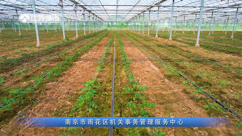 南京顺九发提供农副产品配送服务，引领农副产品全产业创新潮流(图5)