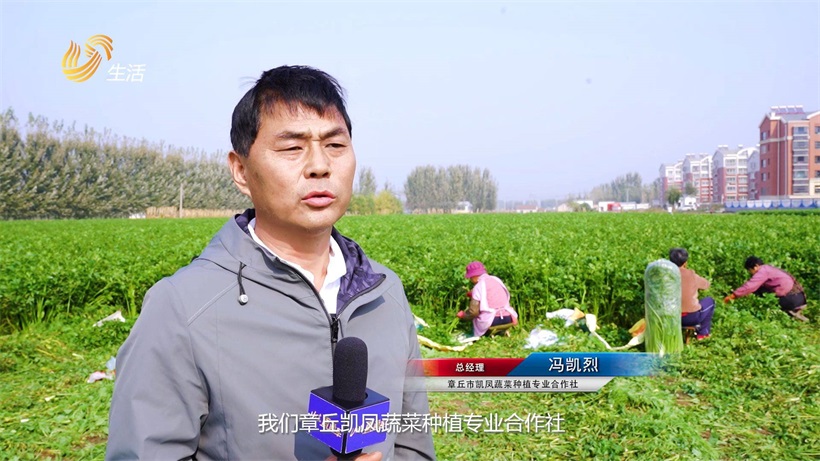 章丘市凯凤蔬菜种植专业合作社用诚信与专业种植优质农产品(图4)