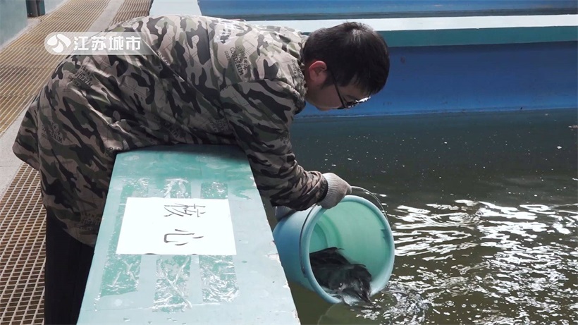 江苏省淡水水产研究所研发首个鮰鱼新品种，引领水产养殖业发展(图3)