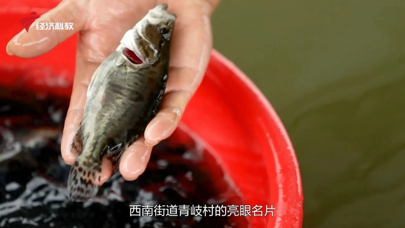 聚焦新三农,走进广东梁氏水产种业有限公司