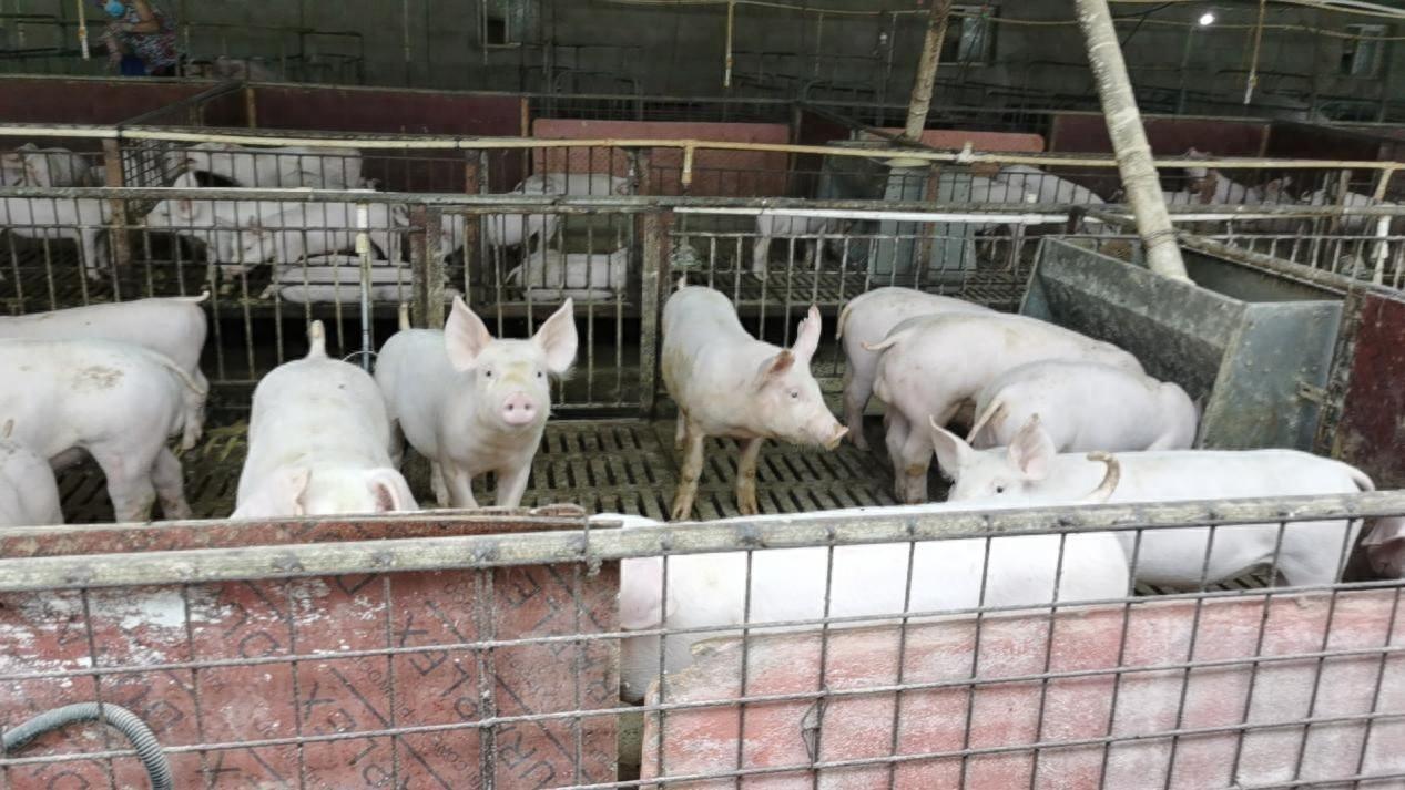 “IF公益”助力红色南雄，守护生猪产业行稳致远