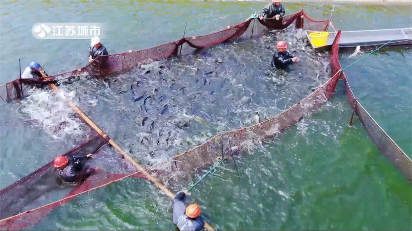 江苏省淡水水产研究所积极探索沿海盐碱地大水面池塘鮰鱼混养新模式(图4)