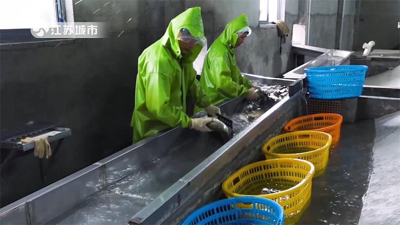 江苏省淡水水产研究所积极探索沿海盐碱地大水面池塘鮰鱼混养新模式(图10)