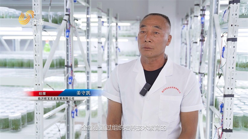 科技赋能蓝莓产业：临沂旺宝农业发展引领农业现代化(图2)