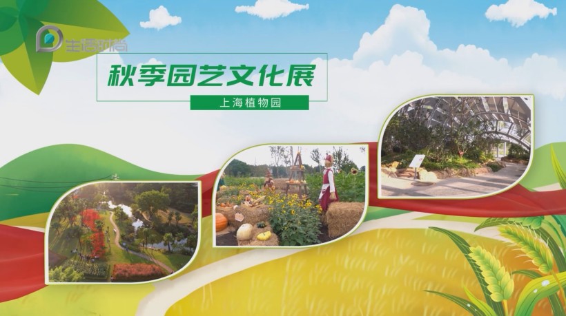 上海植物园秋季园艺展:赏秋日美景,品园艺文化