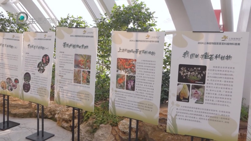 上海植物园秋季园艺展：赏秋日美景，品园艺文化(图8)