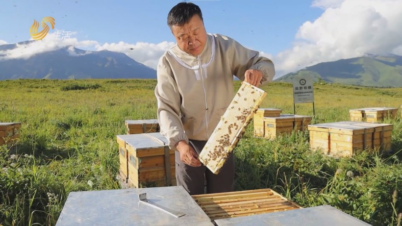 田野牧蜂严选蜜源践行国际标准，匠心追寻纯粹好蜜