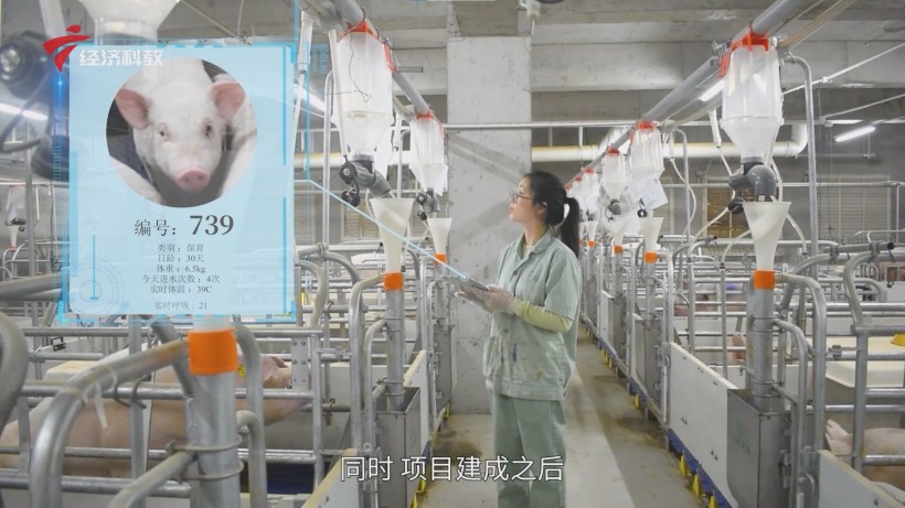 鼎和农牧三斗生猪养殖项目盛大动工，中山国企生猪养殖产业再启鹏程(图4)
