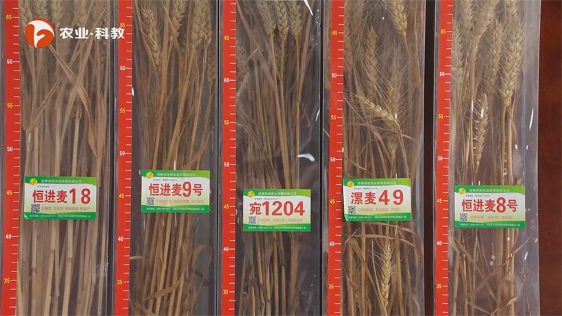 安徽恒进农业深耕小麦育种四十余载，以科技创新赋能小麦产业新发展(图3)