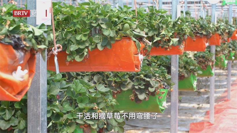 子非鱼农场入选2025科普基地：特色农技赋能，共绘农业科普新蓝图(图5)