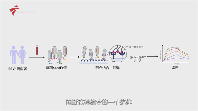 珺柏诺团队携EB病毒防治突破而来，闪耀“创客广东”大赛赛场(图4)