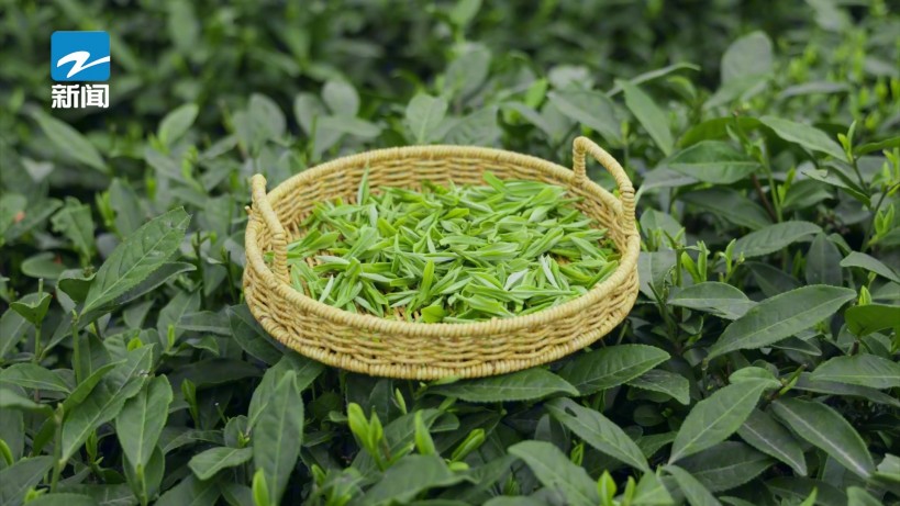 高山云雾育好茶，遂昌阿斌茶叶有限公司以品质铸就茶产业新标杆(图3)